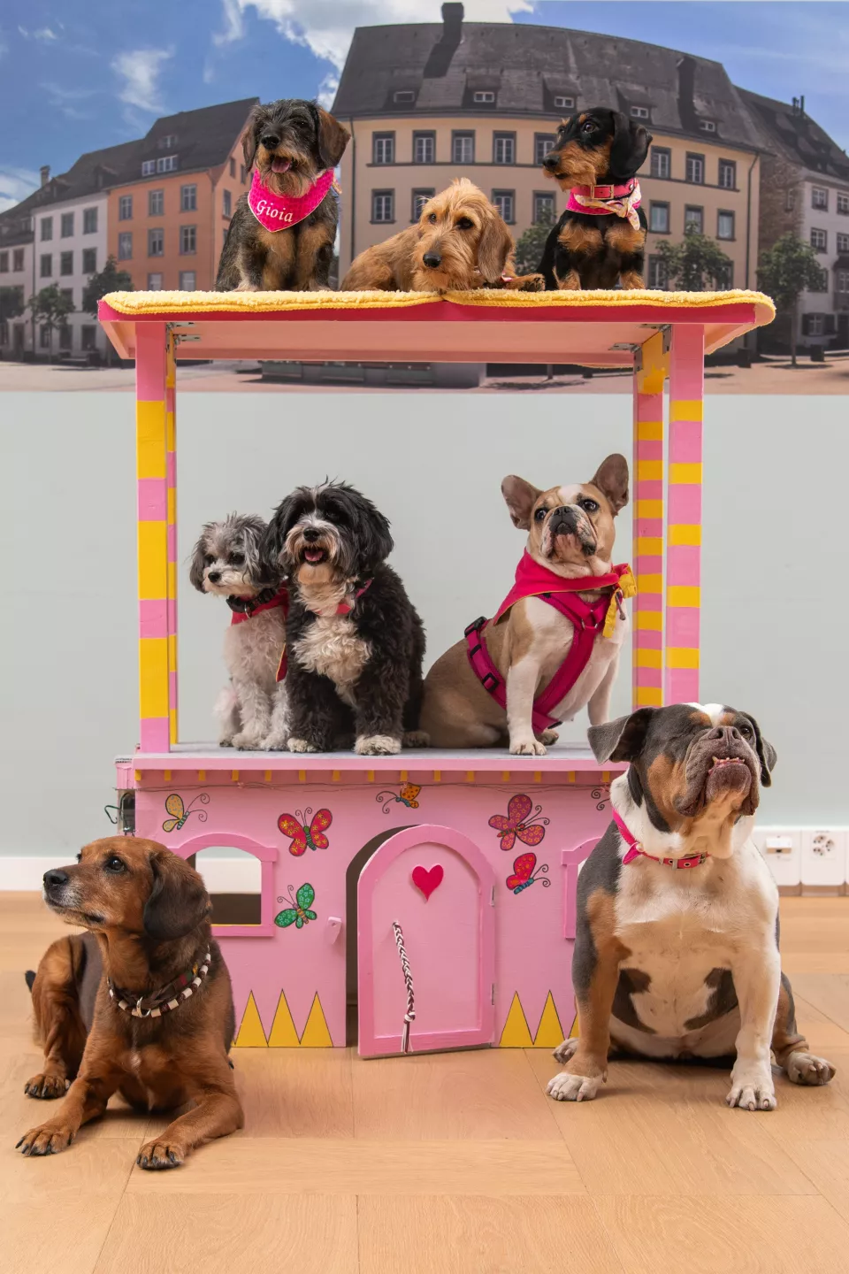 Hundegruppe.jpg Hundegruppe.jpg